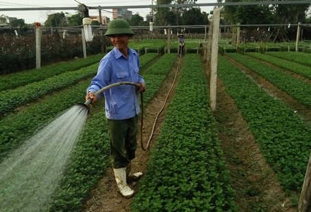 Spring comes to Dong Cuong flower village in Thanh Hoa province - ảnh 2